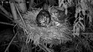 Albert Brings Food to His Owlets 🦉 04/18/23 02:10