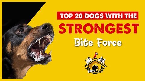 The 20 dogs with the strongest bites in the world