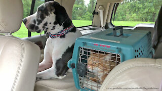Car Ride Loving Cat and Great Danes Jump Out and In and Out
