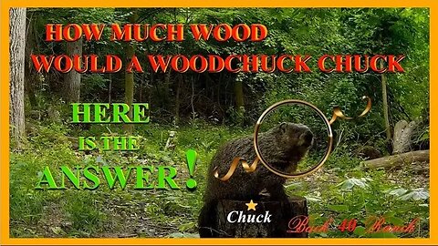How much wood would a woodchuck chuck? Here is the answer!