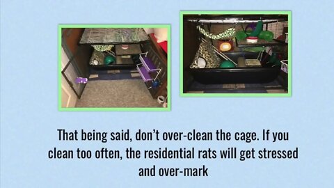 Tips & Tricks for Managing and Reducing Pet Rat Smell