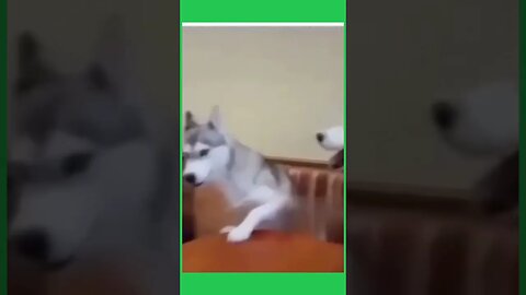 FUNNY DOG