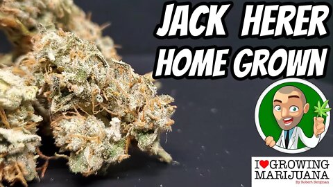 Jack Herer Strain Review