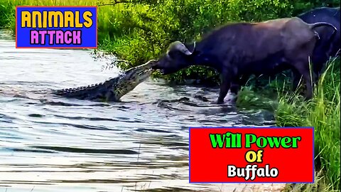 Croc Vs Baffalo | Most Amazing Moments Of Wild Animal Fight |