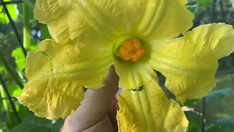 How and Why to Manually Pollinate Squash