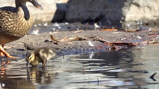 CatTV: Baby Duck Watch