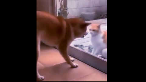 Funny Dogs🐶🐈Cats fighting Video