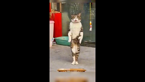 #hahaha#viral#cat#dance#funnyvideos#foryou#foreveryone#laugh😂🤣