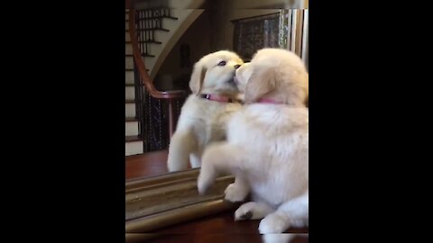 Adorable Puppy Compilation Will Brighten Your Day