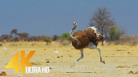 Ostrich the African Flightless Bird Wildlife Film