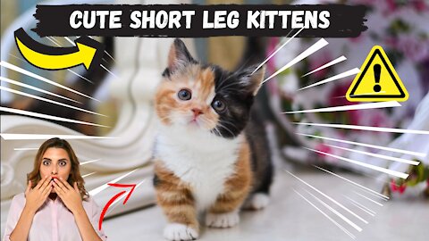 Cute short legged cat kittens