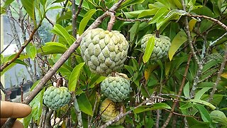 frutíferas produzindo em vaso pinha atemoia nêspera cajá siriguela e flores a venda em Niterói RJ 🇧🇷