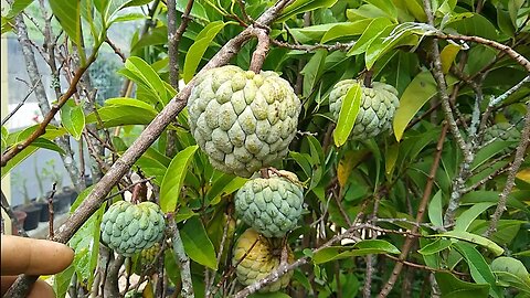 frutíferas produzindo em vaso pinha atemoia nêspera cajá siriguela e flores a venda em Niterói RJ 🇧🇷