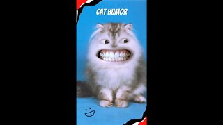 💖-- Cat Humor#Animação#