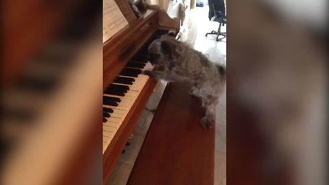 Music Genius In Disguise: A Pup Plays On Piano