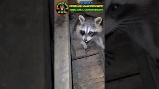 Sunny The Raccoon And Her Teenagers | Part 18 | Update August 31st 2023 | #shorts