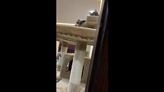 Funny cat stalks owner filming him