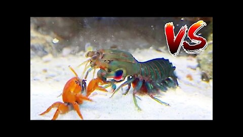 Red Crab VS Giant Mantis Shrimp!