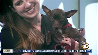 Pet of the Week: Ragu