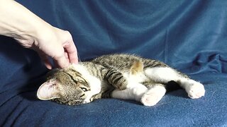 Cat Stretches His Toe Beans