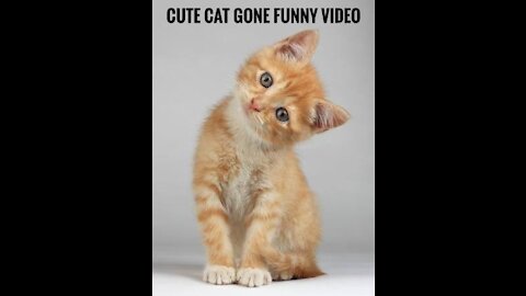 Funny cats video | cute cat videos |