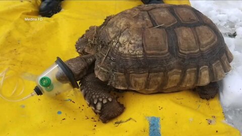 Several turtles, tortoise saved from shed fire in Medina with help of special oxygen mask