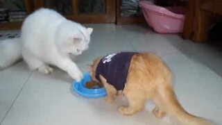 Den här katten har aldrig lärt sig att dela med sig av maten!