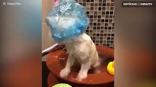 Este gatinho no banho é a coisa mais fofa que você vai ver hoje