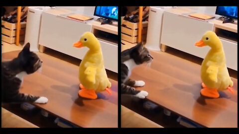 curious cat is giving high-five to a soft toy #catslover #funnycats #catvideo #catvid # catvids