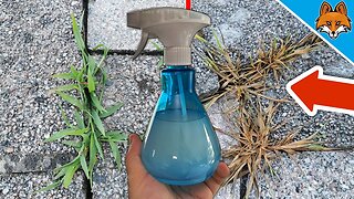 My SECRET miracle cure for WEEDS💥(The Neighbors are AMAZED)🤯
