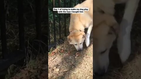 Not off to the best start #dog #shorts #dogtraining #cuteanimals #cutedogs #mastiff #greatpyrenees