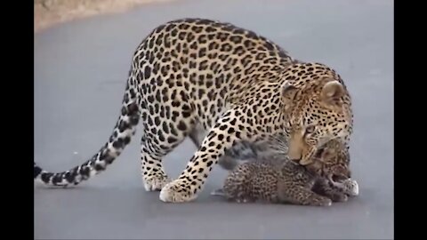 Leopard Walks Across The Road With 2 Tiny Cubs