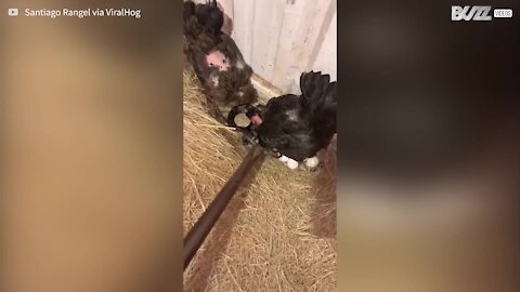 Chickens attack snake to protect eggs
