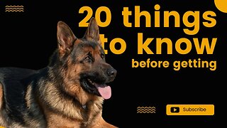 2023 20 Things to Know Before Getting a German Shepherd