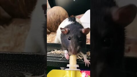 Meet Your New Tiny Friends: Pet Mice! #shorts