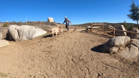 Pig pasture fencing repair-Pig's broke through fencing-Electric low line repair-Beautiful Living