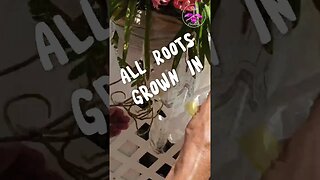 HUMIDITY HACK for Aerial Orchid Roots Garbage Bag #ninjaorchids #shorts