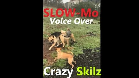 Dogs Chasing Each Other SLOW MOTION | Voice Over