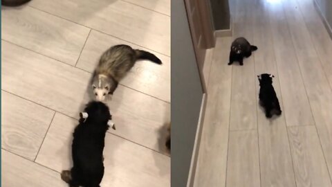 Yorkie introduces her puppies to ferret friends
