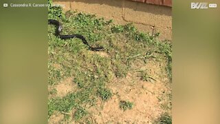 Cani lanciano un serpente sulla padrona per sbaglio