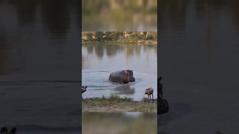 Hippo Chasess Away Wild Dogs