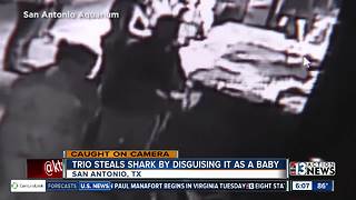 Theft of shark caught on camera