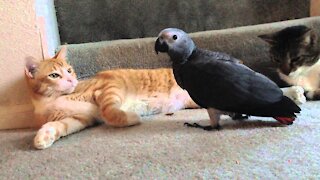 Parrot play with a Cat
