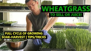 Wheatgrass and Barleygrass: How to Grow A Full Cycle on a Schedule + Experiments