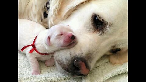 Cute Dogs puppies during sleep🥰