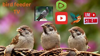Bird feeder TV live stream