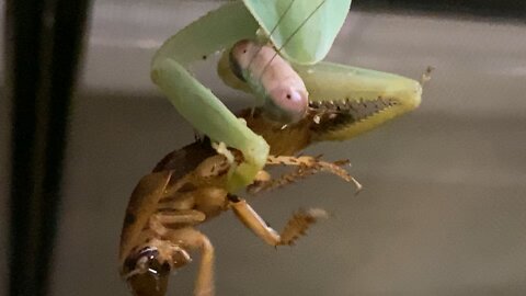 Mantis eating a roach