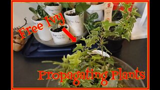 How to Propagate Ivy (All Varieties)