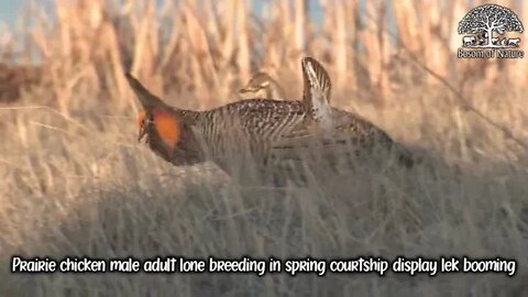 Prairie chicken male adult lone breeding in spring courtship display lek booming