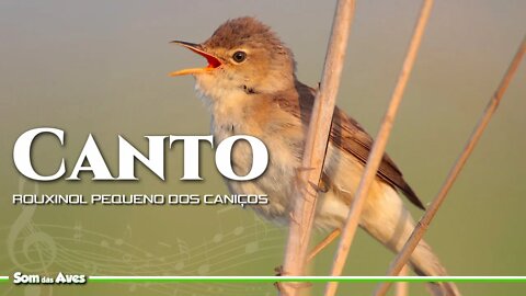O Canto do ROUXINOL PEQUENO DOS CANIÇOS (Eurasian Reed-Warbler)